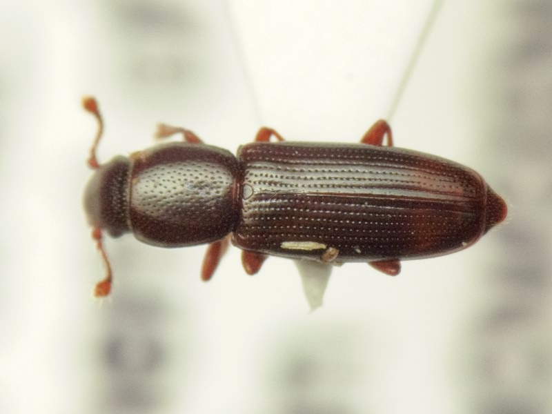 Rhizophagus bipustulatus (Fabricius, 1792)